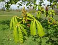 2008-0411_1200_Horse_Chestnut_11_C
